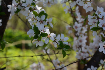 Beautiful blooming nanking cherry in spring garden. Branches with fresh green leaves and white flowers.