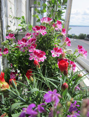 Fototapeta na wymiar Beautiful garden on the balcony. Pink flowers of geranium bloom in the summer.
