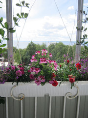 Beautiful garden on the balcony with blooming plants in container. Pink and red flowers - carnation and geranium.