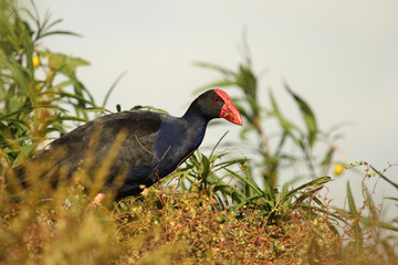 Pukeko Purple Swamphen in Australasia