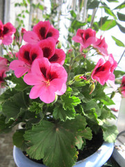 Beautiful flowers of geranium (pelargonium grandiflorum) grow in pot in small garden on the balcony.