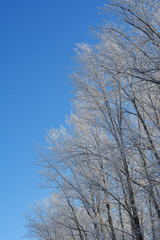 Forest in winter with trees in hoarfrost on the background of blue sky. Christmas scene.