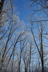 Fototapeta na wymiar Winter forest. Trees in hoarfrost on the background of blue sky. Wonderland.