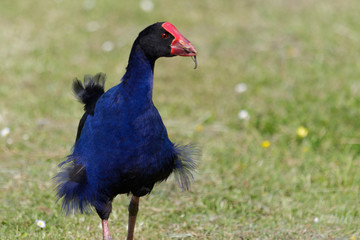 Pukeko Purple Swamphen in Australasia