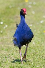 Pukeko Purple Swamphen in Australasia