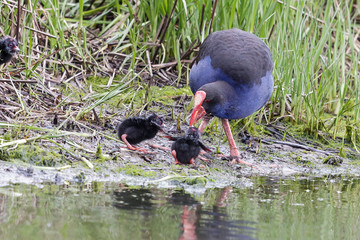 Pukeko Purple Swamphen in Australasia