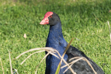 Pukeko Purple Swamphen in Australasia