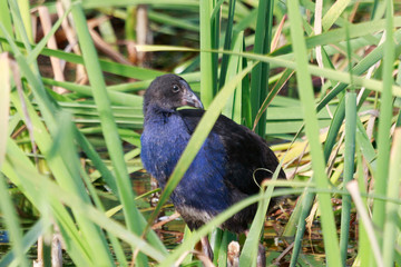 Pukeko Purple Swamphen in Australasia