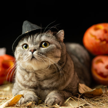 Halloween cat with hat