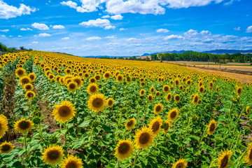 Fototapeta premium A beautiful field of sunflowers in a field of Castile and León on a summer afternoon where everyone looks well organized in the sun.