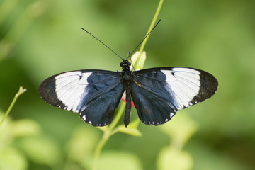 Obraz na płótnie Canvas Butterfly 2019-90 / Black and white butterfly 