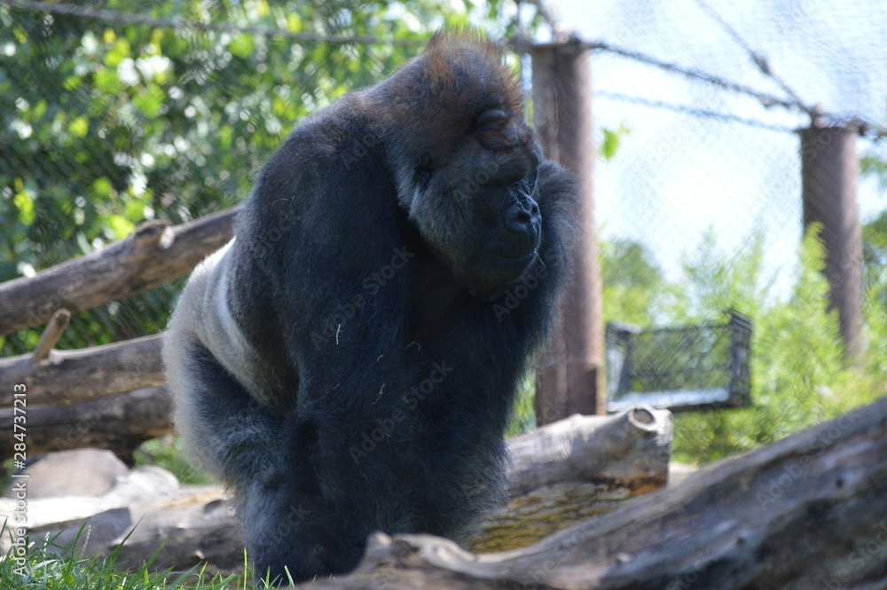 Sticker A silverback gorilla in the outdoors