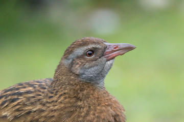 Fototapeta premium Weka New Zealand Endemic Rail
