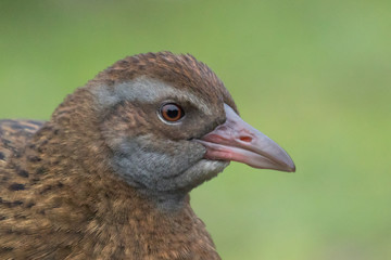 Weka New Zealand Endemic Rail