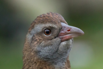 Weka New Zealand Endemic Rail