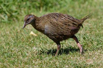Weka New Zealand Endemic Rail