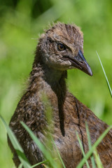 Weka New Zealand Endemic Rail