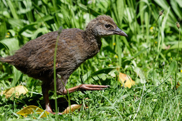Obraz premium Weka New Zealand Endemic Rail