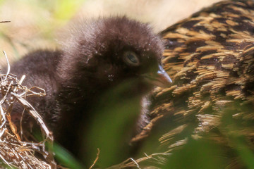 Weka New Zealand Endemic Rail