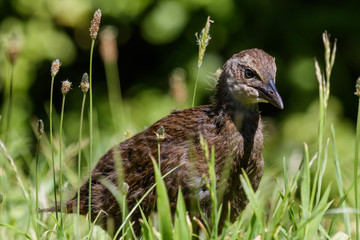 Weka New Zealand Endemic Rail