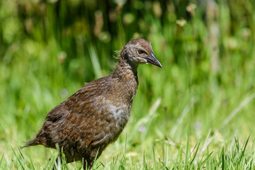 Obraz premium Weka New Zealand Endemic Rail