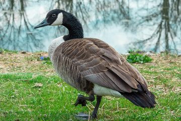 canada goose on green grass by lake