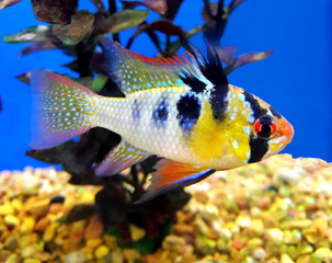 Male Ram Cichlid in breeding colors