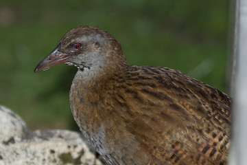 Weka New Zealand Endemic Rail
