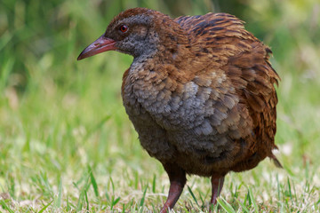 Weka New Zealand Endemic Rail