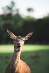 portrait of a doe eating facing the camera