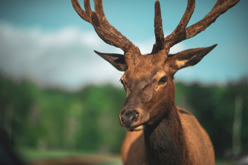 portrait of an elk 