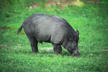 Wild pig eating grass