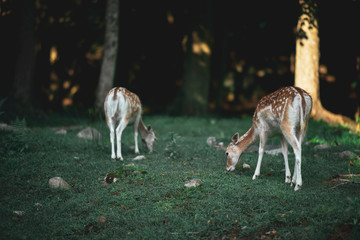 two doe eating grass in the forest