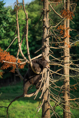 American black bear cinnamon color in a tree