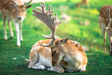 Fallow deer laying in the grass