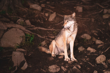 Lone wolf on rocky landscape night time