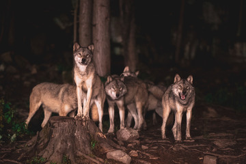 wolf pack waiting for food at night