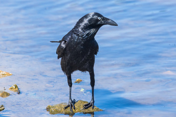 Australian Raven