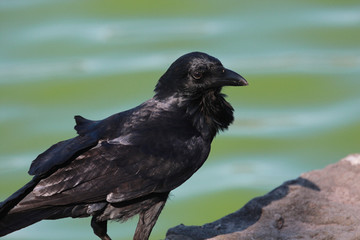 Australian Raven