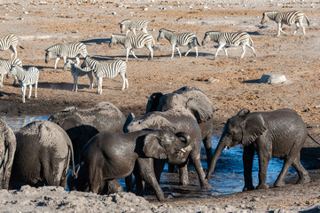 A herd of African Elephants -Loxodonta Africana- Drinking from, and bathing, in the Chudop Waterhole in Etosha National Park, Namibia.