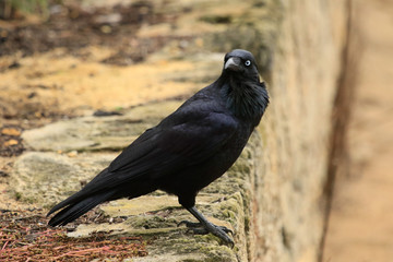 Fototapeta premium Australian Raven