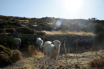 Tinos Cycladic Islands Greece holiday vacation