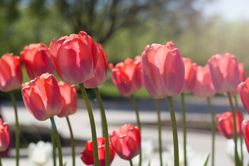 Colorful red tulips in garden.