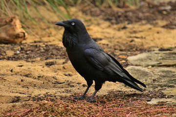 Australian Raven