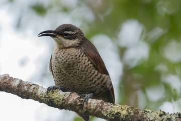 Paradise Riflebird in Australia