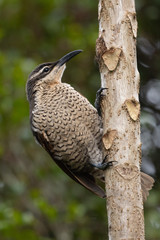 Paradise Riflebird in Australia