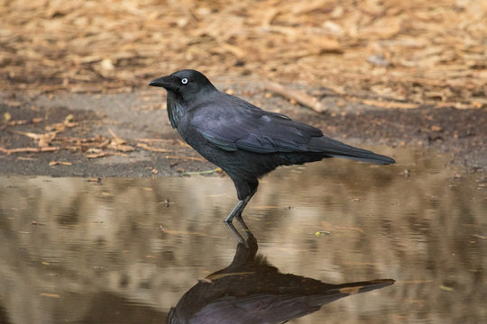 Australian Raven