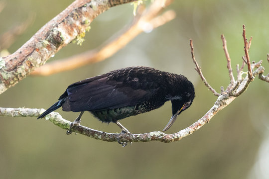 Paradise Riflebird In Australia