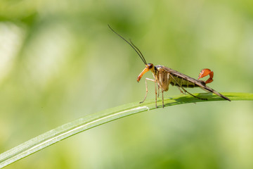Male common scorpionfly (Panorpa communis) resting on a leaf