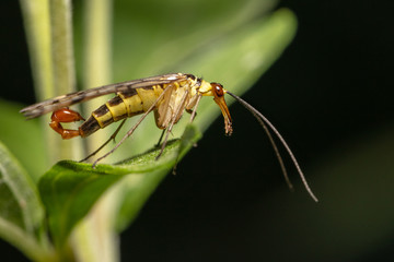 Male german scorpionfly (Panorpa germanica) resting on a leaf